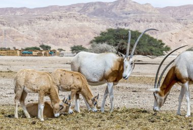 Genç ve yetişkin antilop sürüsü Oryx (Oryx lucoryx). Neslinin tükenme tehlikesi nedeniyle türler Sahra 'dan getirildi ve Orta Doğu' nun doğa rezervlerine kabul edildi.
