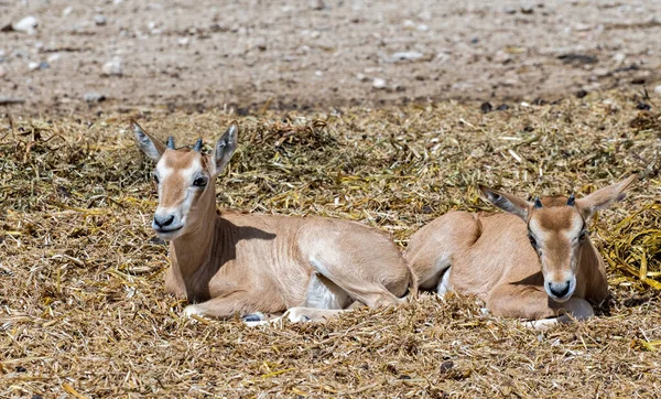 Casal Jovens Jovens Antelope Scimitar Horn Oryx Oryx Leucoryx Devido — Fotografia de Stock