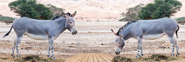 Σομαλοί Άγριοι Γάιδαροι Equus Africanus Στο Φυσικό Καταφύγιο Της Μέσης — Φωτογραφία Αρχείου