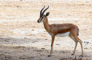 Dorcas ceylanı (Gazella dorcas), Orta Doğu 'da doğal çöl rezervlerinde yaşar. İnsan medeniyetinin genişlemesi bu türün nüfusu için büyük bir tehdittir.