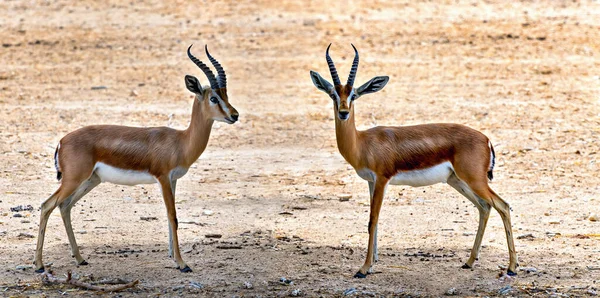 Dorcas Gazelles Gazella Dorcas Населяет Заповедники Пустыни Ближнем Востоке Расширение — стоковое фото