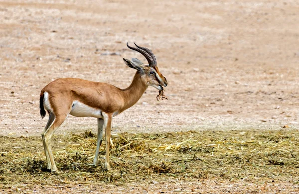 Dorcas Gazelle Gazella Dorcas Населяет Заповедники Пустыни Ближнем Востоке Расширение — стоковое фото