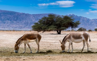 Onager (Equus hemionus) Orta Doğu 'daki doğa koruma parklarında yarı evcilleştirilmiş bir eşektir.
