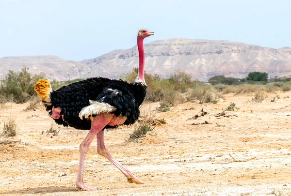 Male African Ostrich Struthio Camelus Nature Reserve Middle East — Stock Photo, Image