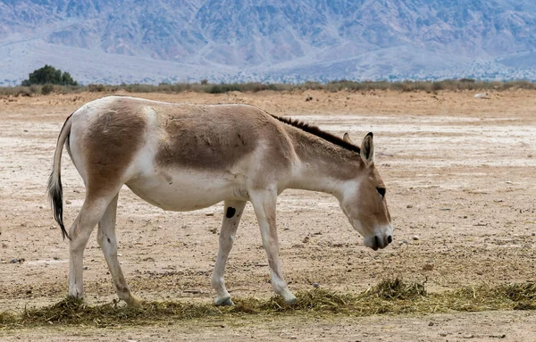 Onager Equus Hemionus Semi Gedomesticeerde Ezel Bewoont Natuurreservaten Woestijn Dorre — Stockfoto