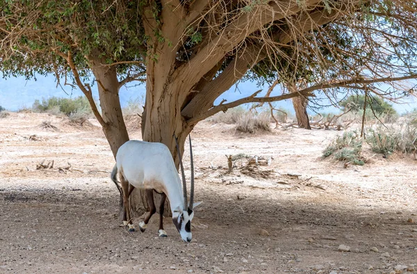 Vuxenantilop Arabisk Vit Oryx Oryx Dammah Nyligen Införd Naturreservatet Mellanöstern — Stockfoto