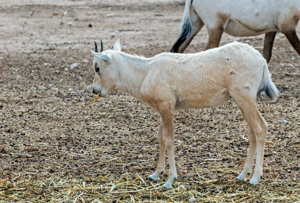 Zbliżenie Młodych Antylop Arabski Biały Oryx Oryx Dammah Zamieszkuje Rodzime — Zdjęcie stockowe