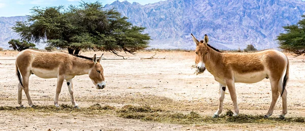 Онагер Equus Hemionus Полуодомашненный Осел Обитающий Заповедниках Ближнем Востоке — стоковое фото