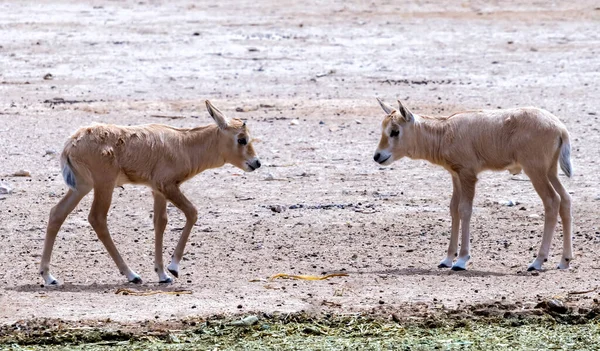 Ungdomliga Individer Antiloper Arabiskt Vit Oryx Oryx Damma Bebor Inhemska — Stockfoto