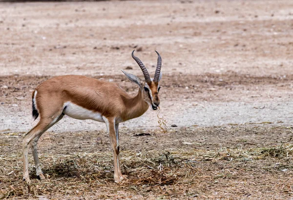 Dorcas Gazelle Gazella Dorcas Inhabits Nature Desert Reserves Middle East — Stock Photo, Image