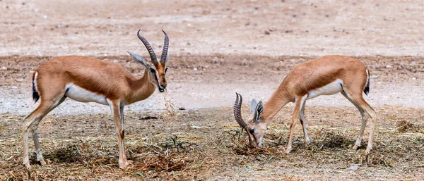 Dorcas Gazelle Gazella Dorcas Zamieszkuje Rezerwaty Przyrody Bliskim Wschodzie Rozszerzenie — Zdjęcie stockowe
