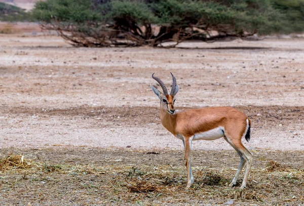 Dorcas Gazelle Gazella Dorcas 居住在中东的自然保护区 扩大人类文明是对这一物种种群的主要威胁 — 图库照片