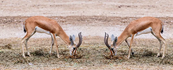 Dorcas Gazelle Gazella Dorcas Habite Les Réserves Naturelles Désertiques Moyen — Photo