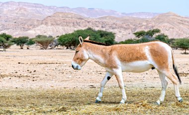 Onager (Equus hemionus) yarı evcilleştirilmiş bir eşektir, Orta Doğu 'nun çöl ve çorak bölgelerindeki doğa koruma parklarında yaşar.