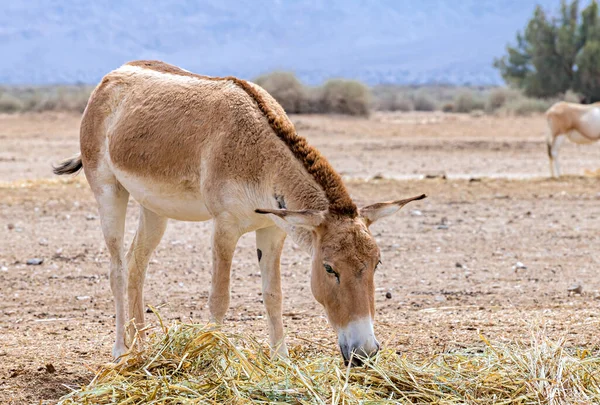 Onager Equus Hemionus Yarı Evcilleştirilmiş Bir Eşektir Orta Doğu Nun — Stok fotoğraf
