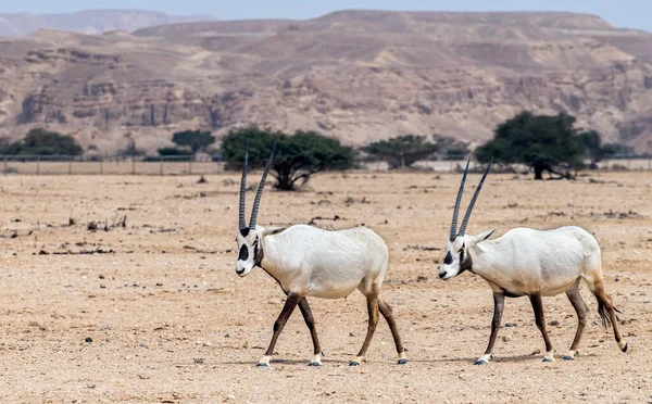 Antelope Arabian Vit Oryx Oryx Dammah Det Bebor Inhemska Miljöer — Stockfoto