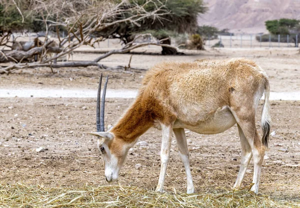 Ung Antilop Stående Fältet — Stockfoto