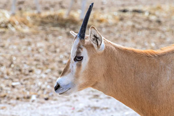 Fej Közel Fiatal Antilop Antilop Scimitar Horn Oryx Oryx Leukoryx — Stock Fotó