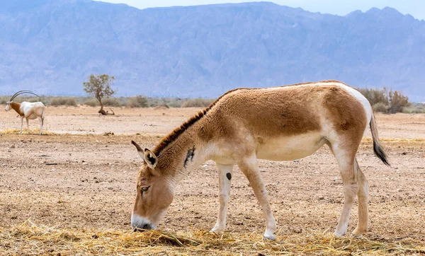 Beautiful Semi Domesticated Brown Donkey Onager Nature Reserve Park Middle — Stock Photo, Image