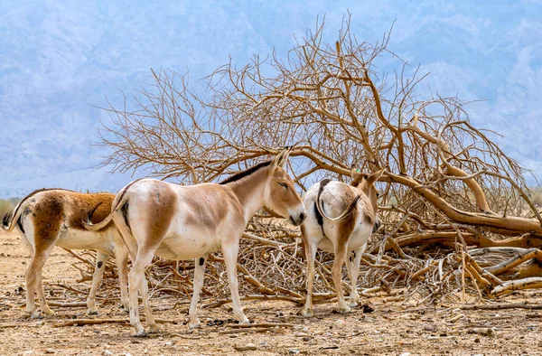 Güzel Yarı Evcilleştirilmiş Kahverengi Eşekler Doğa Koruma Parkı Ortadoğu — Stok fotoğraf