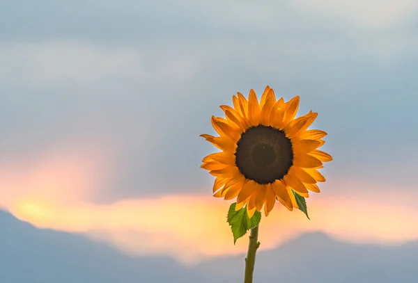 Close Single Decorative Sunflower Background Clouds Mountain Range Sunrise Selective — Stock Photo, Image