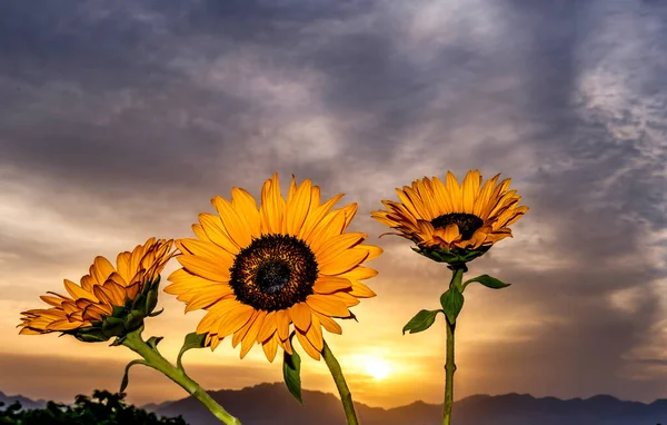 Close Decorative Sunflowers Background Clouds Mountain Range Sunrise Selective Focus —  Fotos de Stock
