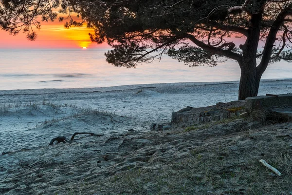 松の枝を持つ砂の海岸近くのバルト海の水の地平線の上にカラフルな夕日 生態学的にきれいです ヨーロッパの安全と健康的な自然観光の概念 — ストック写真