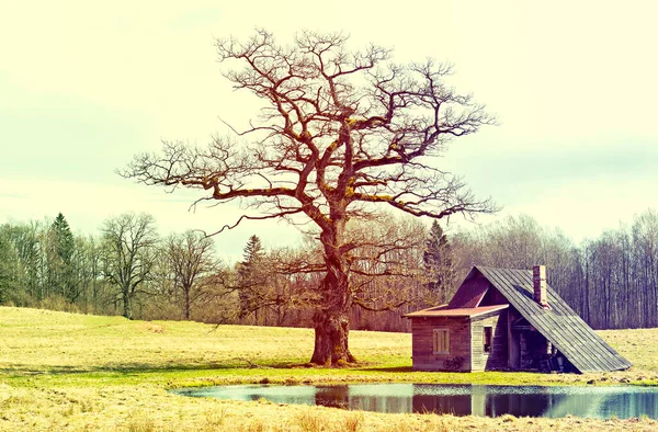 Spring countryside landscape with lonely old oak tree and summer house near a pond