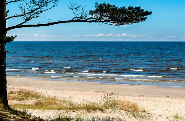 Coastal Landscape Baltic Sea Sandy Beach Branch Pine Tree — Zdjęcie stockowe