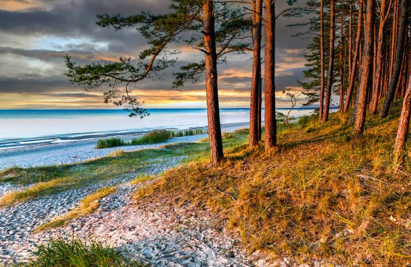 Sandy Beach Forest Dune Area Baltic Sea Concept Happy Bliss — 스톡 사진