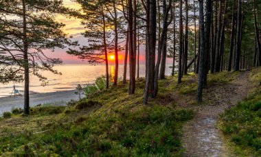 Sandy beach and forest dune area of the Baltic Sea at dawn. Concept of happy, bliss and healthy summer vacation in ecologically clean Baltic region of Eastern Europe