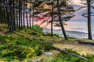 Sandy beach and forest dune area of the Baltic Sea at dawn. Concept of happy, bliss and healthy summer vacation in ecologically clean Baltic region of Eastern Europe