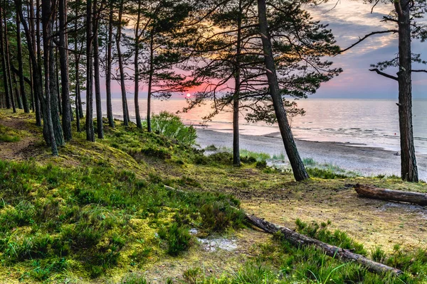 Sandy beach and forest dune area of the Baltic Sea at dawn. Concept of happy, bliss and healthy summer vacation in ecologically clean Baltic region of Eastern Europe
