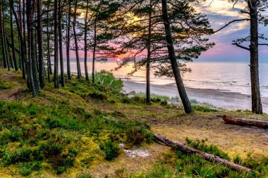 Sandy beach and forest dune area of the Baltic Sea at dawn. Concept of happy, bliss and healthy summer vacation in ecologically clean Baltic region of Eastern Europe