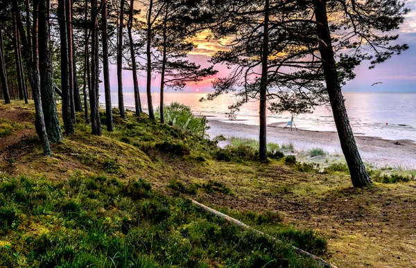 Sandy beach with recreation area and forest dune area of the Baltic Sea at dawn. Concept of happy, bliss and healthy summer vacation in ecologically clean Baltic region of Eastern Europe