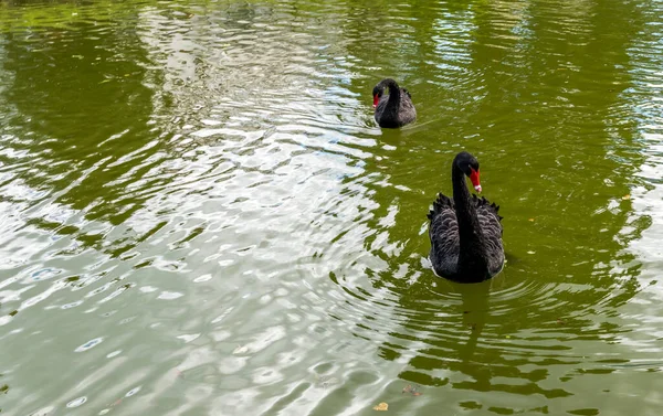 Schwarze Schwäne Einem Teich Des Öffentlichen Europäischen Parks — Stockfoto