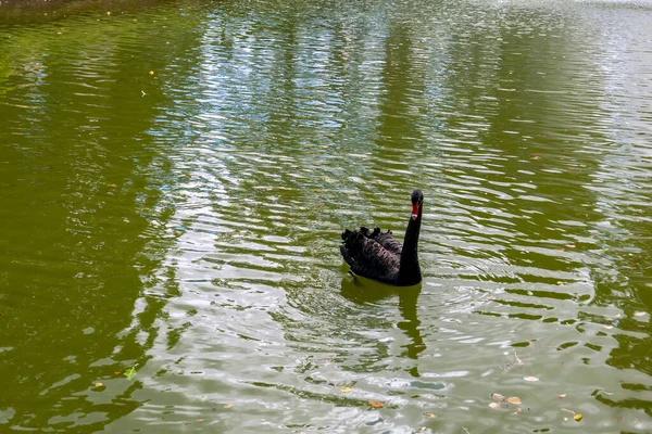 Schwarze Schwäne Einem Teich Des Öffentlichen Europäischen Parks — Stockfoto