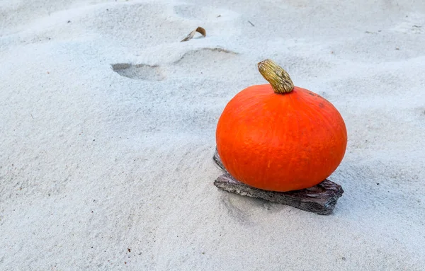 Autumnal subject still life image with close up of ripe pumpkin and bunch of rowan berry on wooden plate with blurred  background of sandy beach of Baltic Sea. Selective focus on pumpkin and rowan