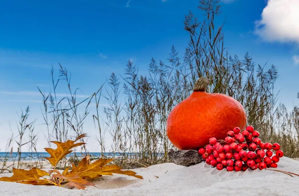 Autumnal subject still life image with close up of ripe pumpkin and bunch of rowan berry on wooden plate with blurred  background of sandy beach of Baltic Sea. Selective focus on pumpkin and rowan