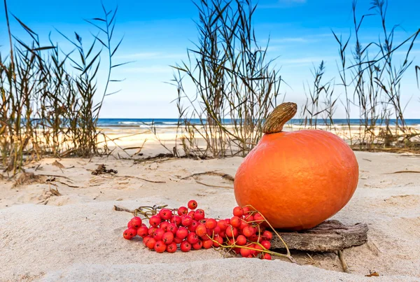 Autumnal subject image or still life. Selective focus on body of ripe pumpkin with bunch of rowan berry on sandy beach, blurred  background with reeds and shore of Baltic Sea
