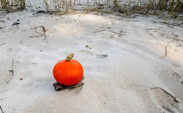 Autumnal subject image or still life. Selective focus on body of ripe pumpkin on sandy beach, blurred  background with reeds and shore of Baltic Sea