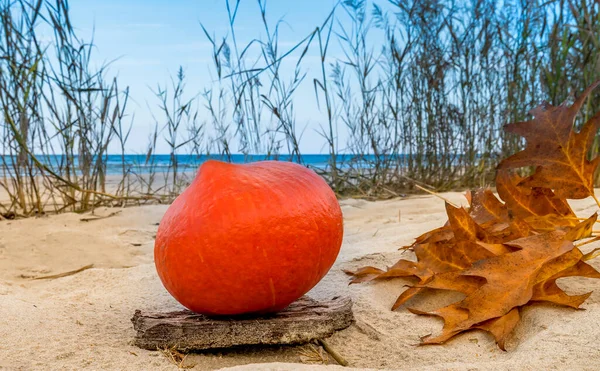 Autumnal subject image or still life. Selective focus on body of ripe pumpkin with bunch of rowan berry and oak leaves on sandy beach, blurred  background with reeds and shore of Baltic Sea