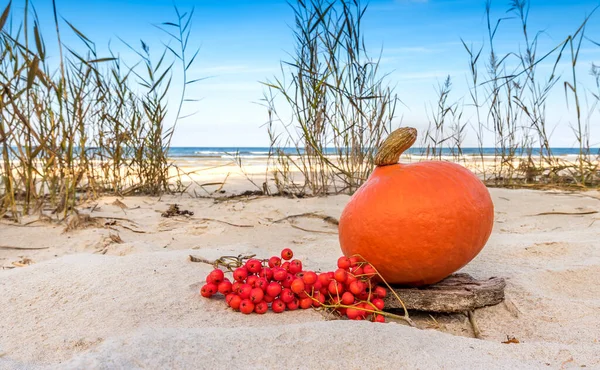 Sonbahar konusu resmi ya da natürmort. Olgun balkabağı, kumlu sahilde bir demet yabanmersini, sazlıklar ve Baltık Denizi kıyıları ile bulanık arka plan üzerine seçici bir odaklanma