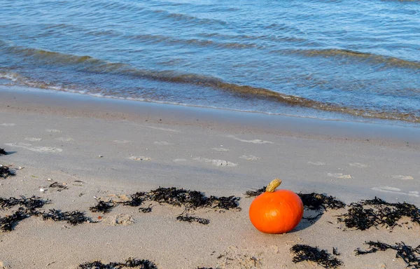 Ripe Pumpkin Sandy Beach Baltic Sea — Stock Photo, Image