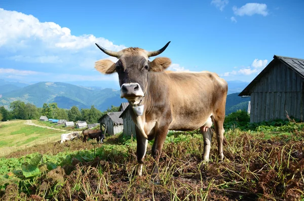 Karpath, ukra dağlarında bir inek ile güzel manzara — Stok fotoğraf