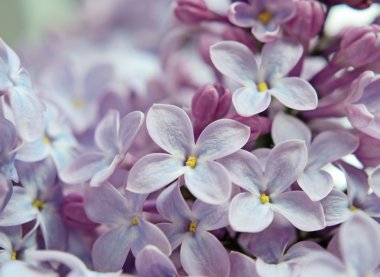 Eflatun çiçekler pastel renklerle yakın çekim