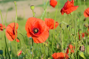 pastel col gökyüzünde bir alandaki güzel haşhaş çiçekleri
