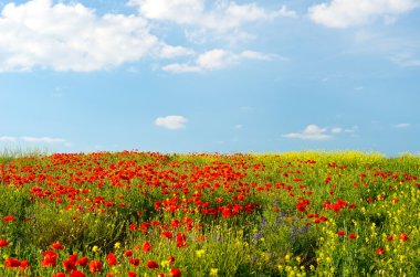haşhaş ve diğer renkli w bir alanla muhteşem manzara