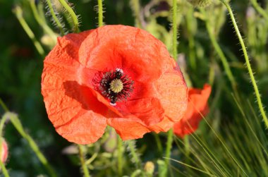 Güzel haşhaş çiçek portre