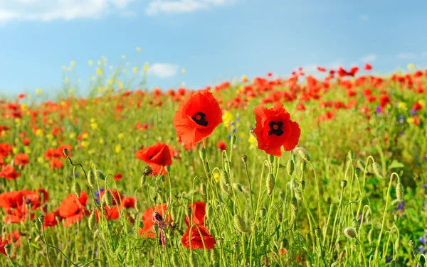 Hermosas flores de amapola en un campo contra el cielo en col pastel — Foto de Stock